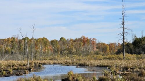 Bruce Peninsula Marsh